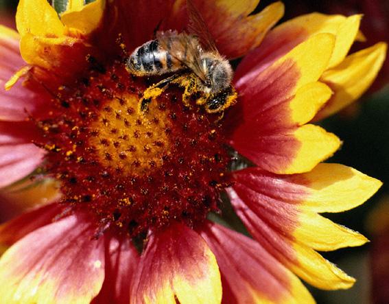 Abeille sur fleur