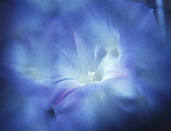 delphinium