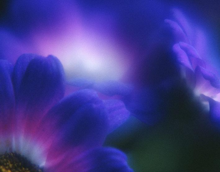 fleur bleu
