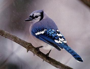 Geai bleu