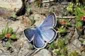 Papillon