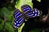 Papillon