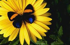 papillon sur fleur jaune