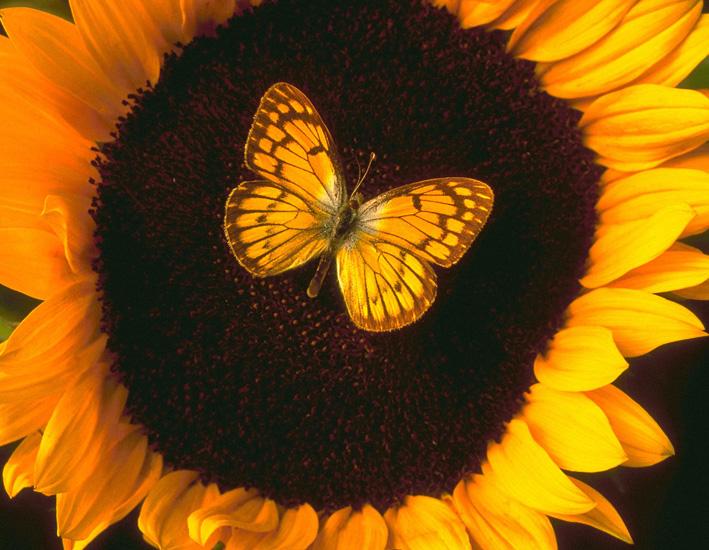 Papillon sur tournesol