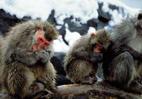 Singes