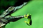 La grenouille et le crocodile