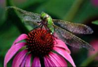Libellule sur fleur d'Echinacea purpurea