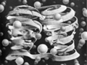 M.C. Escher-Bond of Union 1956, lithograph