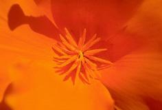 fleur rouge
